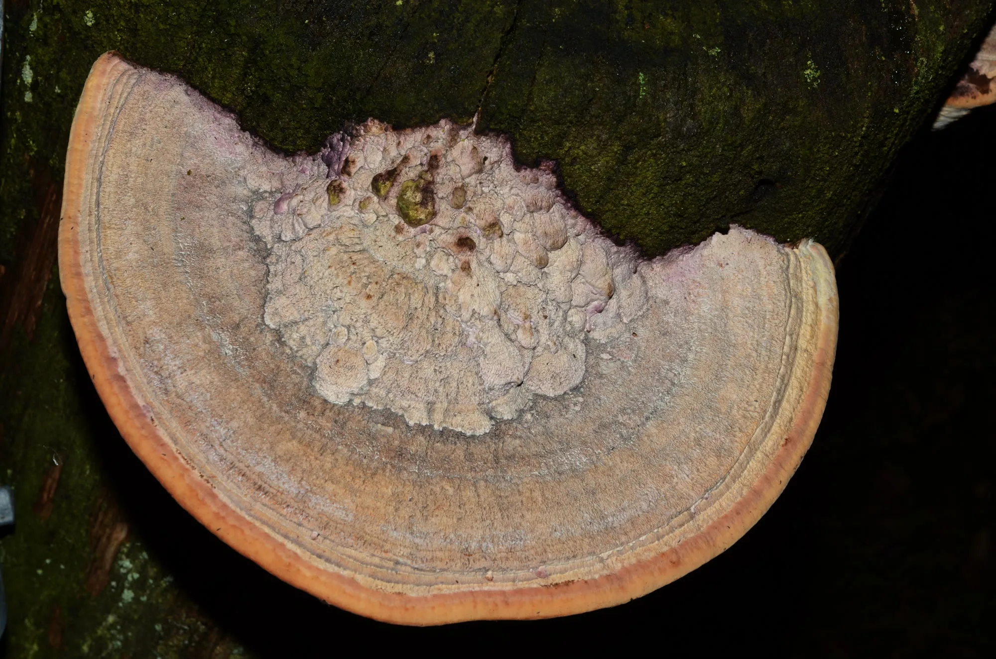 Bracket fungus growing on a damp wooden fence post