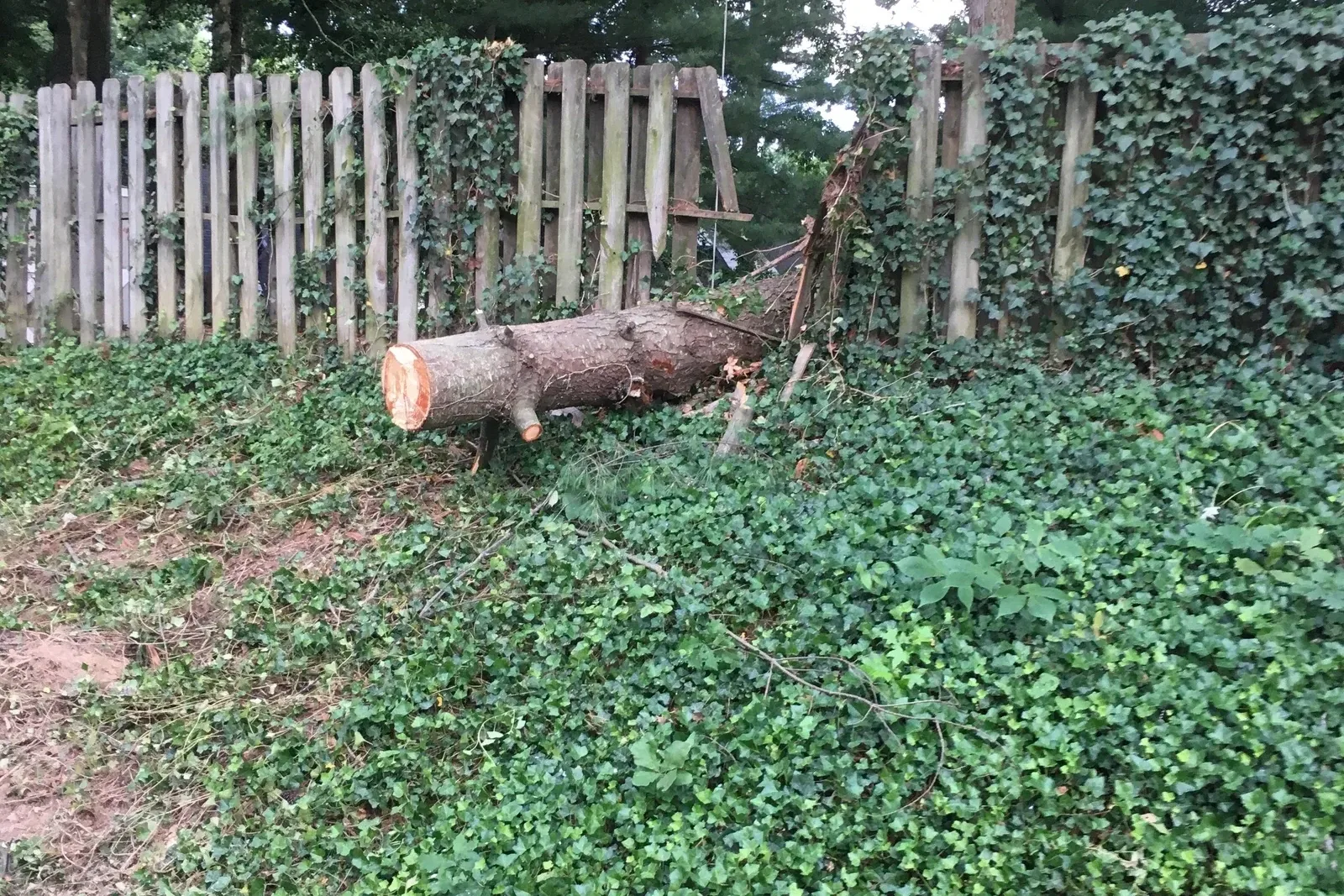 Fallen tree trunk breaking a wood fence after storm damage
