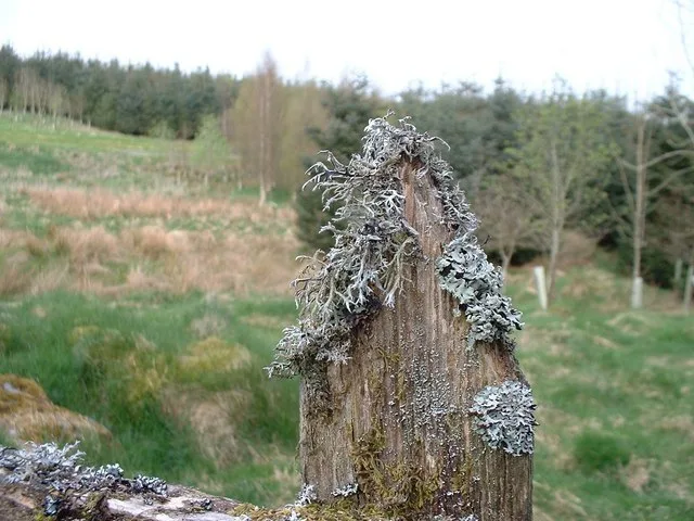 Decaying wood fence post with weathered fibers and lichen