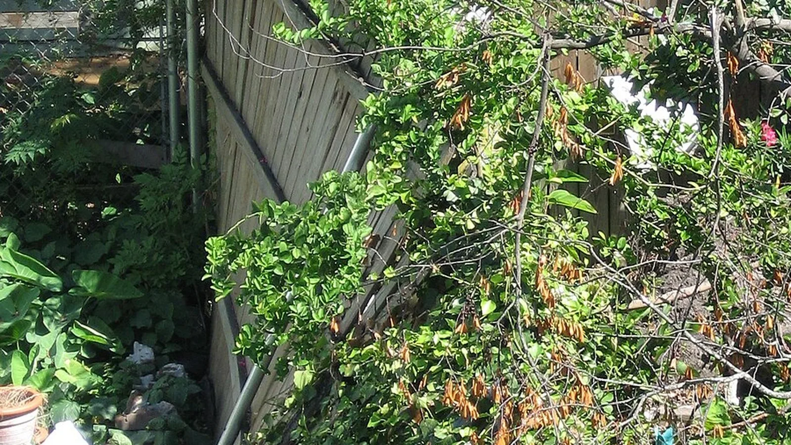 Leaning residential wood fence with a damaged section and overgrown branches