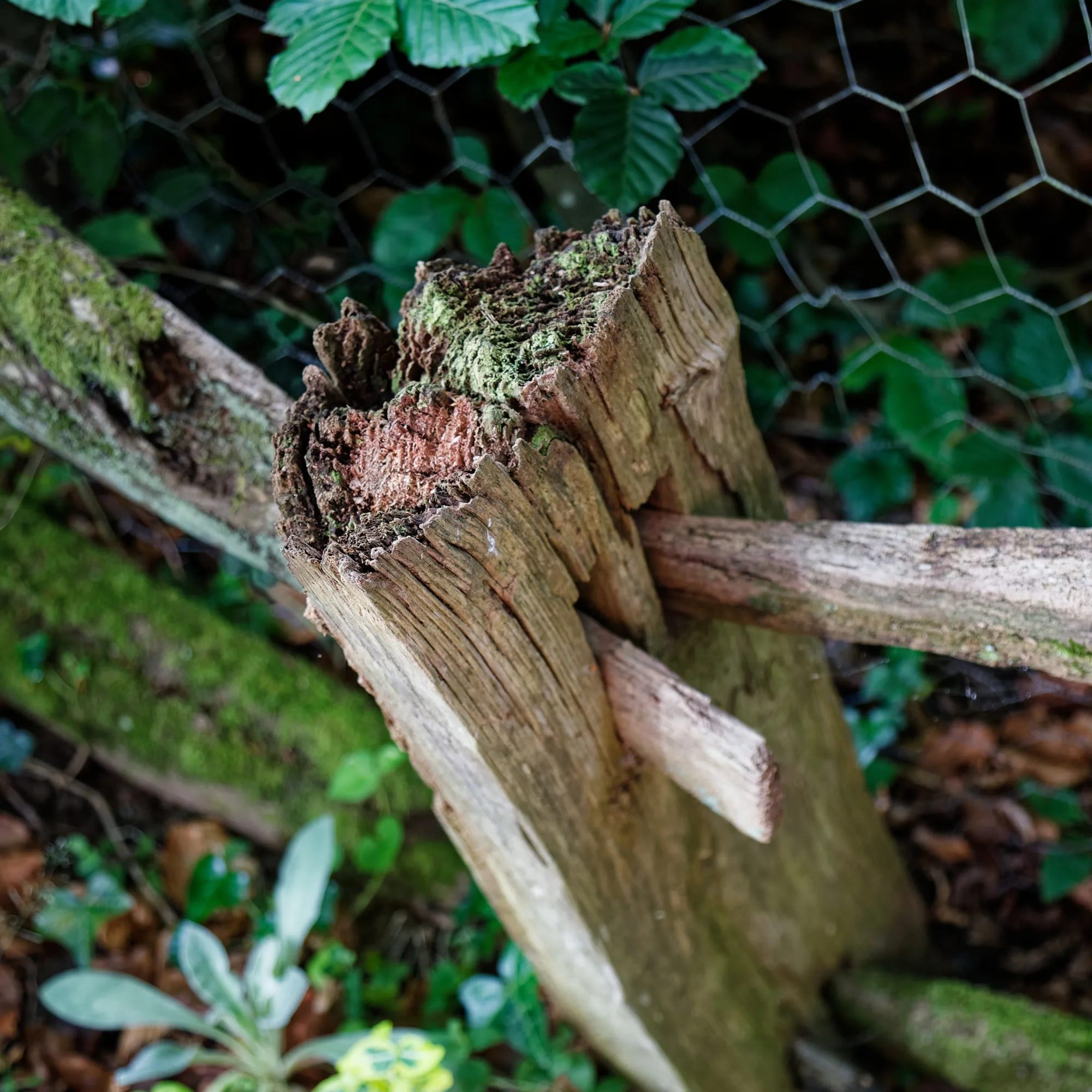 Close view of a rotted wood fence rail with crumbling fibers